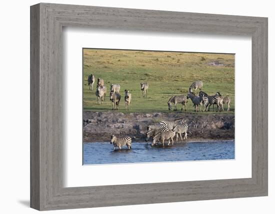 Burchell's Zebras (Equus Burchelli), Chobe National Park, Botswana, Africa-Sergio Pitamitz-Framed Photographic Print