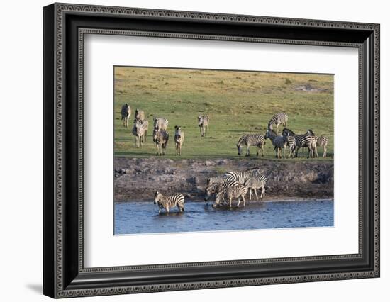 Burchell's Zebras (Equus Burchelli), Chobe National Park, Botswana, Africa-Sergio Pitamitz-Framed Photographic Print