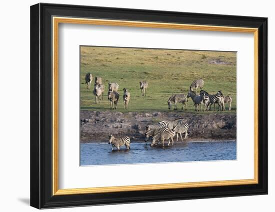 Burchell's Zebras (Equus Burchelli), Chobe National Park, Botswana, Africa-Sergio Pitamitz-Framed Photographic Print