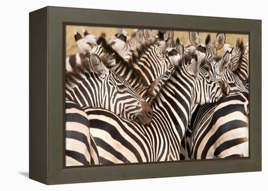 Burchell's Zebras (Equus Burchelli) in a Forest, Tarangire National Park, Tanzania-null-Framed Stretched Canvas