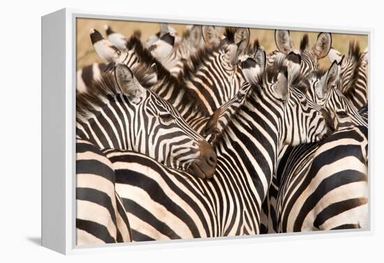 Burchell's Zebras (Equus Burchelli) in a Forest, Tarangire National Park, Tanzania-null-Framed Stretched Canvas