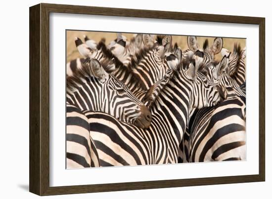 Burchell's Zebras (Equus Burchelli) in a Forest, Tarangire National Park, Tanzania-null-Framed Photographic Print