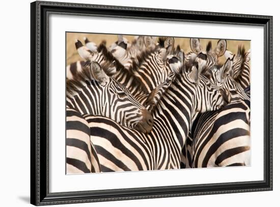 Burchell's Zebras (Equus Burchelli) in a Forest, Tarangire National Park, Tanzania-null-Framed Photographic Print