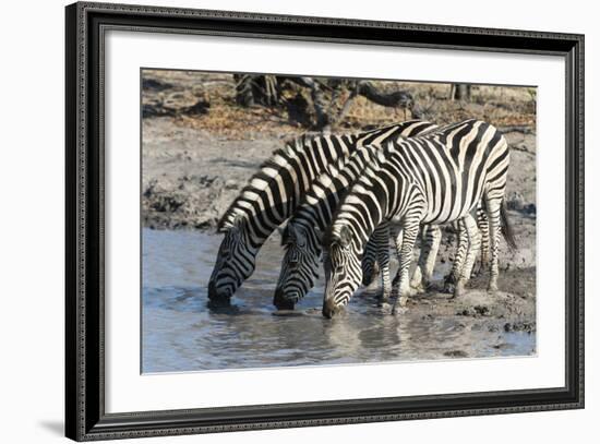 Burchell's Zebras (Equus Burchelli), Khwai Concession, Okavango Delta, Botswana, Africa-Sergio Pitamitz-Framed Photographic Print