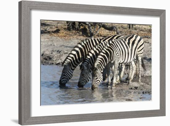 Burchell's Zebras (Equus Burchelli), Khwai Concession, Okavango Delta, Botswana, Africa-Sergio Pitamitz-Framed Photographic Print