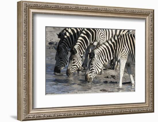 Burchell's Zebras (Equus Burchelli), Khwai Concession, Okavango Delta, Botswana, Africa-Sergio Pitamitz-Framed Photographic Print