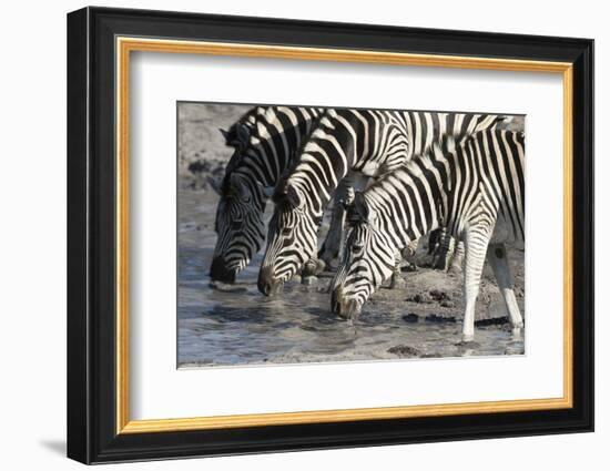 Burchell's Zebras (Equus Burchelli), Khwai Concession, Okavango Delta, Botswana, Africa-Sergio Pitamitz-Framed Photographic Print