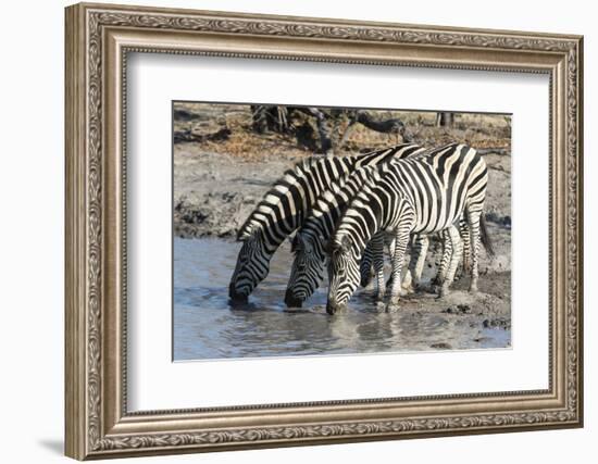 Burchell's Zebras (Equus Burchelli), Khwai Concession, Okavango Delta, Botswana, Africa-Sergio Pitamitz-Framed Photographic Print