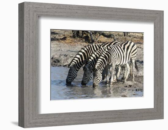 Burchell's Zebras (Equus Burchelli), Khwai Concession, Okavango Delta, Botswana, Africa-Sergio Pitamitz-Framed Photographic Print