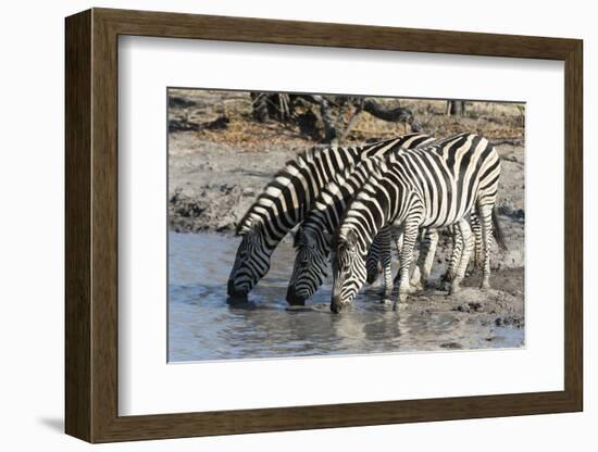 Burchell's Zebras (Equus Burchelli), Khwai Concession, Okavango Delta, Botswana, Africa-Sergio Pitamitz-Framed Photographic Print