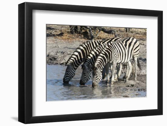 Burchell's Zebras (Equus Burchelli), Khwai Concession, Okavango Delta, Botswana, Africa-Sergio Pitamitz-Framed Photographic Print