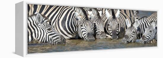 Burchell's Zebras (Equus Quagga Burchellii) at Waterhole, Etosha National Park, Namibia-null-Framed Stretched Canvas