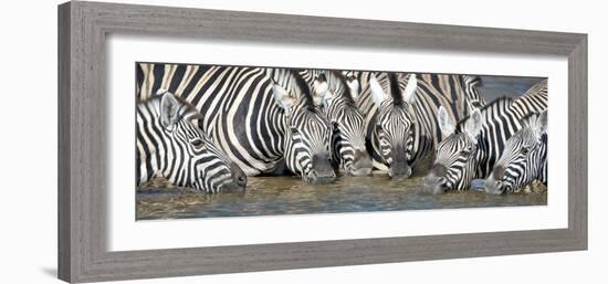 Burchell's Zebras (Equus Quagga Burchellii) at Waterhole, Etosha National Park, Namibia-null-Framed Photographic Print