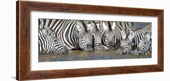 Burchell's Zebras (Equus Quagga Burchellii) at Waterhole, Etosha National Park, Namibia-null-Framed Photographic Print