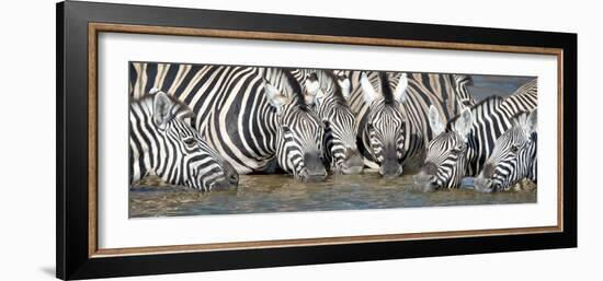 Burchell's Zebras (Equus Quagga Burchellii) at Waterhole, Etosha National Park, Namibia-null-Framed Photographic Print