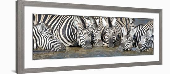 Burchell's Zebras (Equus Quagga Burchellii) at Waterhole, Etosha National Park, Namibia-null-Framed Photographic Print