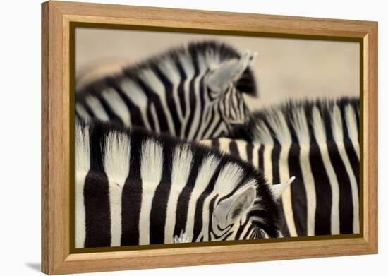 Burchell'S Zebras (Equus Quagga Burchellii) Close Ups Of The Manes, Etosha Np, Namibia-Enrique Lopez-Tapia-Framed Premier Image Canvas