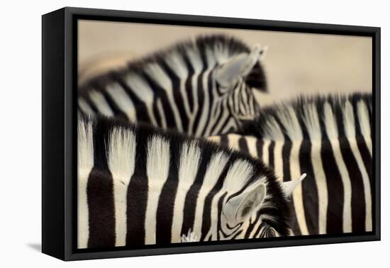 Burchell'S Zebras (Equus Quagga Burchellii) Close Ups Of The Manes, Etosha Np, Namibia-Enrique Lopez-Tapia-Framed Premier Image Canvas