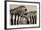 Burchell'S Zebras (Equus Quagga Burchellii) Close Ups Of The Manes, Etosha Np, Namibia-Enrique Lopez-Tapia-Framed Photographic Print