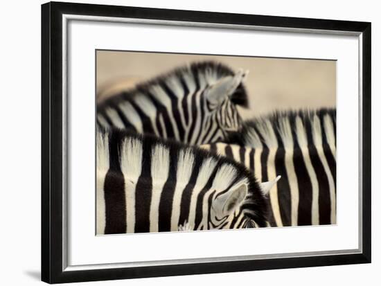 Burchell'S Zebras (Equus Quagga Burchellii) Close Ups Of The Manes, Etosha Np, Namibia-Enrique Lopez-Tapia-Framed Photographic Print