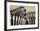 Burchell'S Zebras (Equus Quagga Burchellii) Close Ups Of The Manes, Etosha Np, Namibia-Enrique Lopez-Tapia-Framed Photographic Print