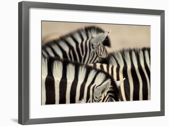 Burchell'S Zebras (Equus Quagga Burchellii) Close Ups Of The Manes, Etosha Np, Namibia-Enrique Lopez-Tapia-Framed Photographic Print