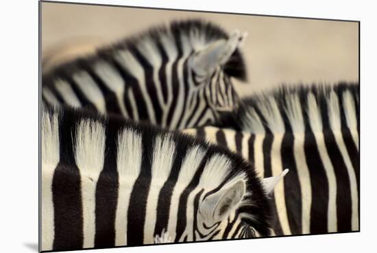 Burchell'S Zebras (Equus Quagga Burchellii) Close Ups Of The Manes, Etosha Np, Namibia-Enrique Lopez-Tapia-Mounted Photographic Print