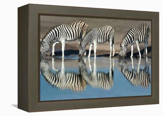 Burchell's Zebras (Equus Quagga Burchellii) Drinking Water, Etosha National Park, Namibia-null-Framed Stretched Canvas