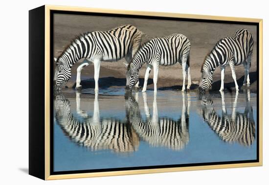 Burchell's Zebras (Equus Quagga Burchellii) Drinking Water, Etosha National Park, Namibia-null-Framed Stretched Canvas