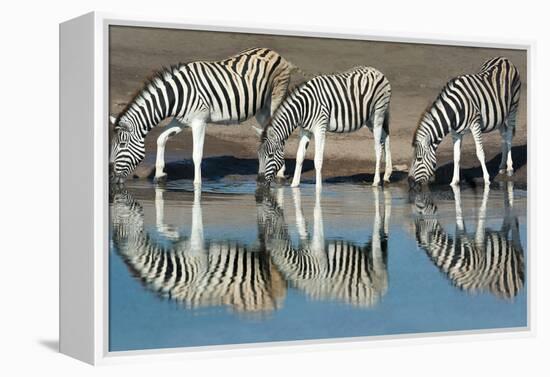 Burchell's Zebras (Equus Quagga Burchellii) Drinking Water, Etosha National Park, Namibia-null-Framed Stretched Canvas