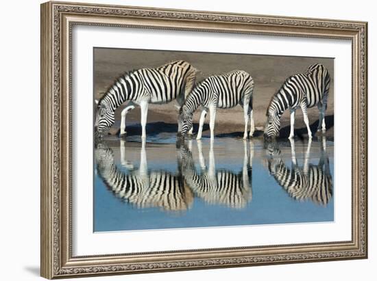 Burchell's Zebras (Equus Quagga Burchellii) Drinking Water, Etosha National Park, Namibia-null-Framed Photographic Print