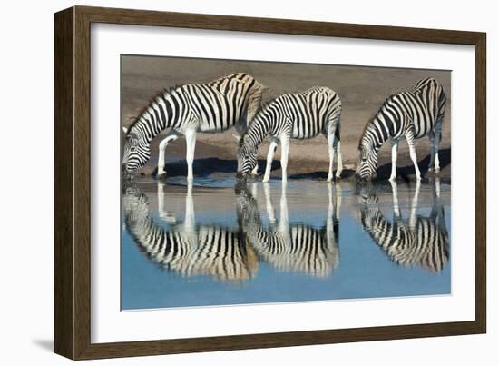 Burchell's Zebras (Equus Quagga Burchellii) Drinking Water, Etosha National Park, Namibia-null-Framed Photographic Print