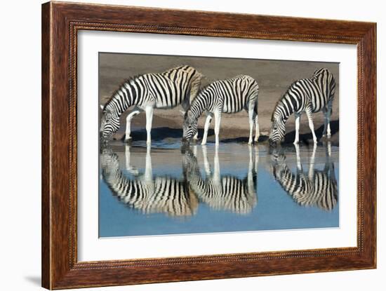 Burchell's Zebras (Equus Quagga Burchellii) Drinking Water, Etosha National Park, Namibia-null-Framed Photographic Print