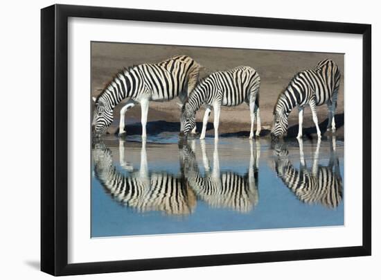 Burchell's Zebras (Equus Quagga Burchellii) Drinking Water, Etosha National Park, Namibia-null-Framed Photographic Print