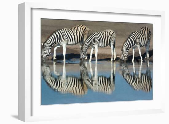 Burchell's Zebras (Equus Quagga Burchellii) Drinking Water, Etosha National Park, Namibia-null-Framed Photographic Print