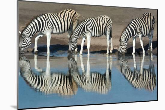 Burchell's Zebras (Equus Quagga Burchellii) Drinking Water, Etosha National Park, Namibia-null-Mounted Photographic Print