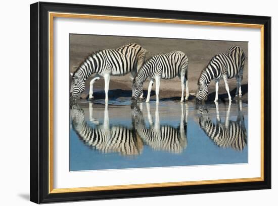 Burchell's Zebras (Equus Quagga Burchellii) Drinking Water, Etosha National Park, Namibia-null-Framed Photographic Print