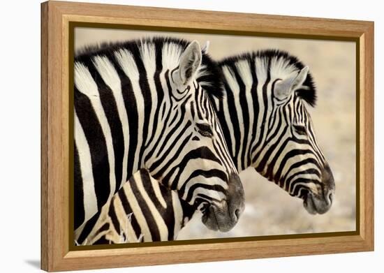 Burchell'S Zebras (Equus Quagga Burchellii) Standing Side By Side. Etosha Np, Namibia-Enrique Lopez-Tapia-Framed Premier Image Canvas