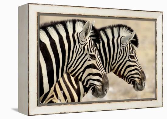 Burchell'S Zebras (Equus Quagga Burchellii) Standing Side By Side. Etosha Np, Namibia-Enrique Lopez-Tapia-Framed Premier Image Canvas