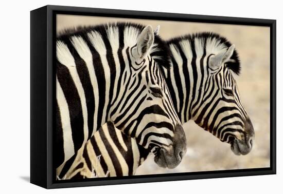 Burchell'S Zebras (Equus Quagga Burchellii) Standing Side By Side. Etosha Np, Namibia-Enrique Lopez-Tapia-Framed Premier Image Canvas