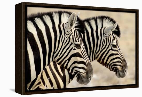 Burchell'S Zebras (Equus Quagga Burchellii) Standing Side By Side. Etosha Np, Namibia-Enrique Lopez-Tapia-Framed Premier Image Canvas