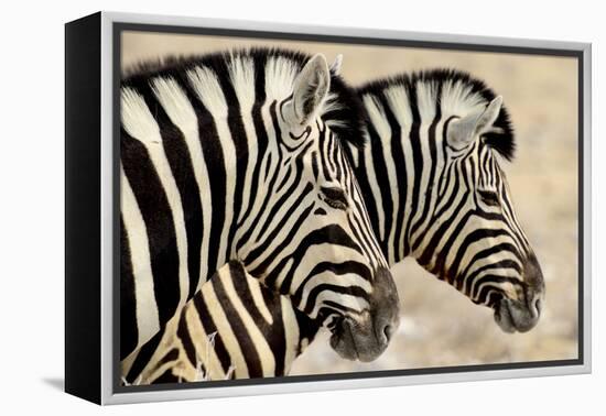 Burchell'S Zebras (Equus Quagga Burchellii) Standing Side By Side. Etosha Np, Namibia-Enrique Lopez-Tapia-Framed Premier Image Canvas