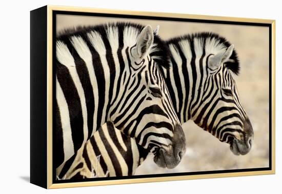 Burchell'S Zebras (Equus Quagga Burchellii) Standing Side By Side. Etosha Np, Namibia-Enrique Lopez-Tapia-Framed Premier Image Canvas