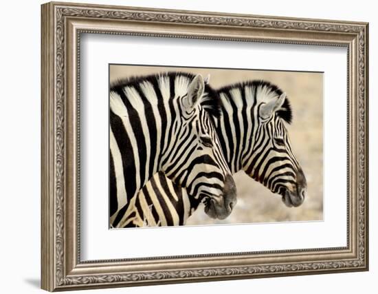 Burchell'S Zebras (Equus Quagga Burchellii) Standing Side By Side. Etosha Np, Namibia-Enrique Lopez-Tapia-Framed Photographic Print