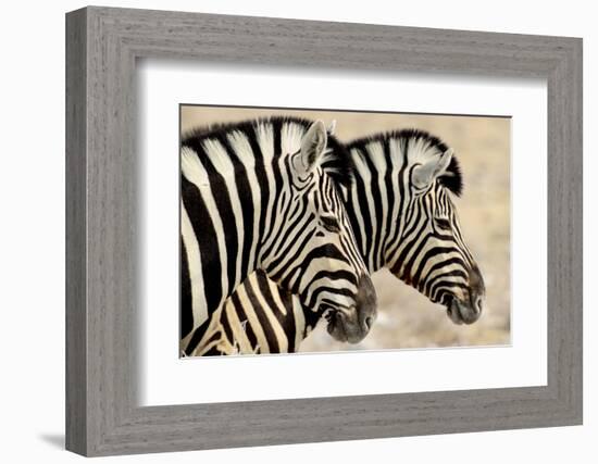 Burchell'S Zebras (Equus Quagga Burchellii) Standing Side By Side. Etosha Np, Namibia-Enrique Lopez-Tapia-Framed Photographic Print