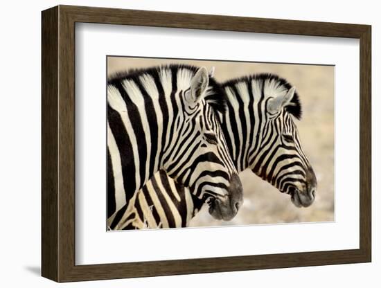 Burchell'S Zebras (Equus Quagga Burchellii) Standing Side By Side. Etosha Np, Namibia-Enrique Lopez-Tapia-Framed Photographic Print