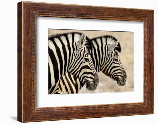 Burchell'S Zebras (Equus Quagga Burchellii) Standing Side By Side. Etosha Np, Namibia-Enrique Lopez-Tapia-Framed Photographic Print