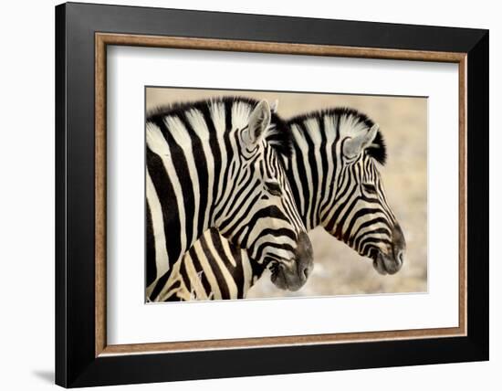 Burchell'S Zebras (Equus Quagga Burchellii) Standing Side By Side. Etosha Np, Namibia-Enrique Lopez-Tapia-Framed Photographic Print