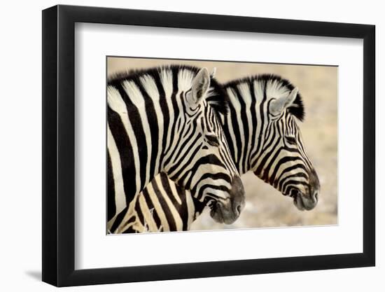 Burchell'S Zebras (Equus Quagga Burchellii) Standing Side By Side. Etosha Np, Namibia-Enrique Lopez-Tapia-Framed Photographic Print