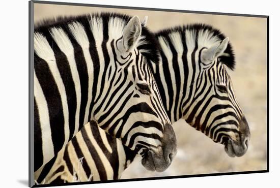 Burchell'S Zebras (Equus Quagga Burchellii) Standing Side By Side. Etosha Np, Namibia-Enrique Lopez-Tapia-Mounted Photographic Print